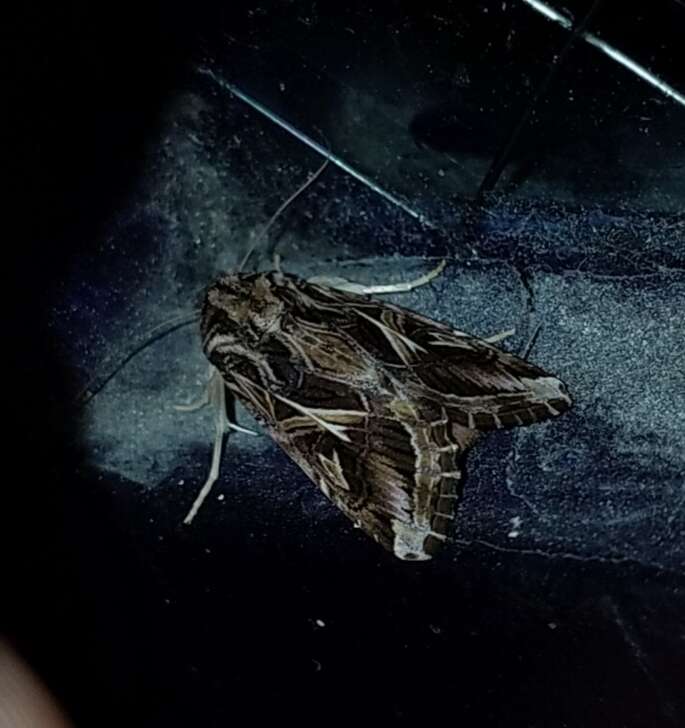 Image of Caribbean Armyworm Moth