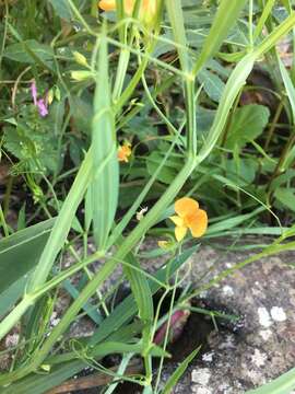 Image of Lathyrus hierosolymitanus Boiss.