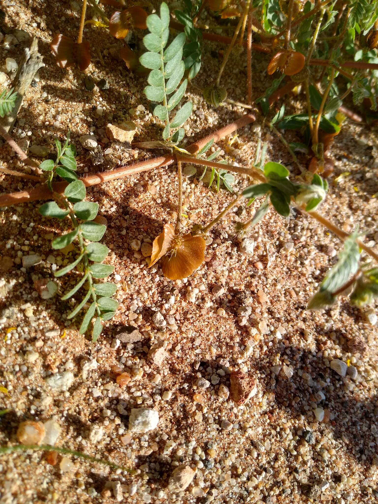 Image of Tribulus pentandrus var. pterophorus (Presl) P. Singh & V. Singh