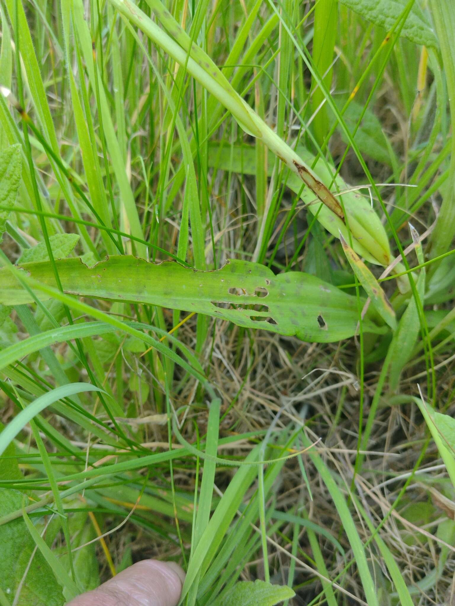 Image of Dactylorhiza grandis (Druce) P. F. Hunt