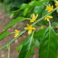 Imagem de Indorouchera griffithiana (Planch.) Hall. fil.