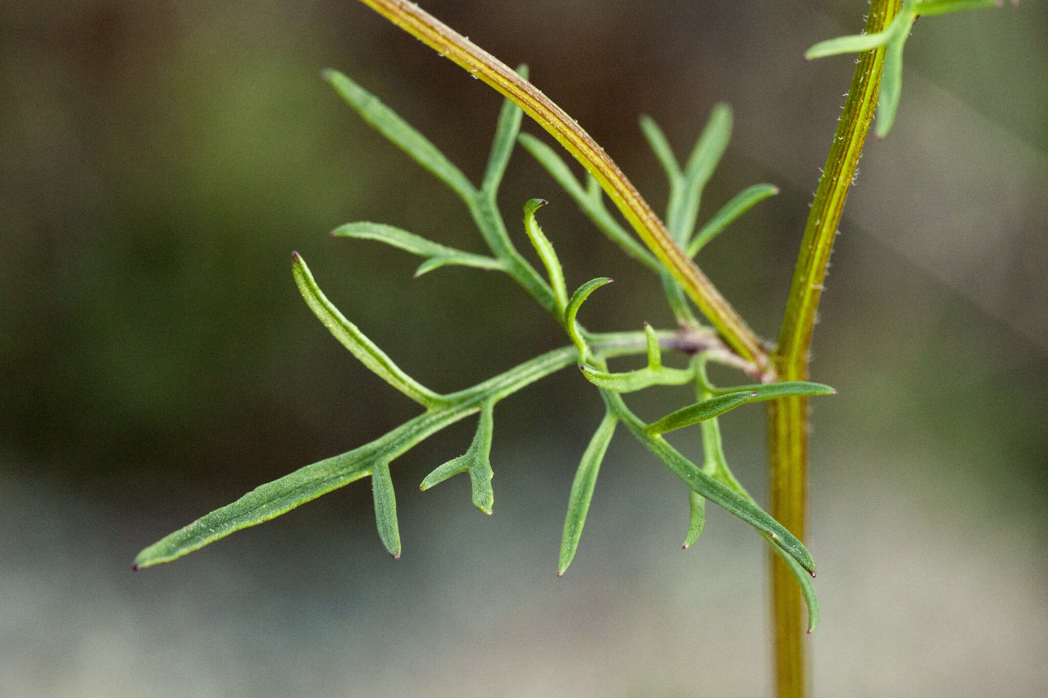 Image of slimlobe beggarticks