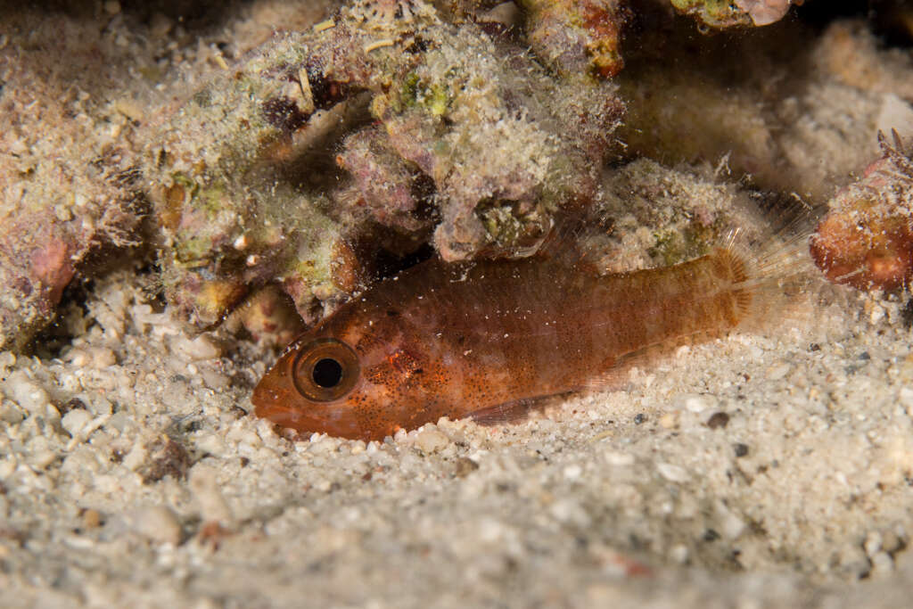 Image of Dwarf cardinalfish