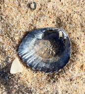 Image of brooch clam