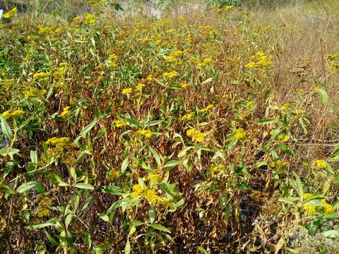 Imagem de Flaveria robusta Rose