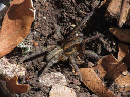 Image of Arctosa personata (L. Koch 1872)