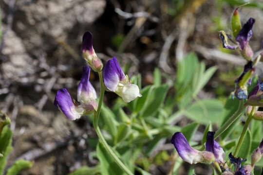 Imagem de Lathyrus subandinus Phil.