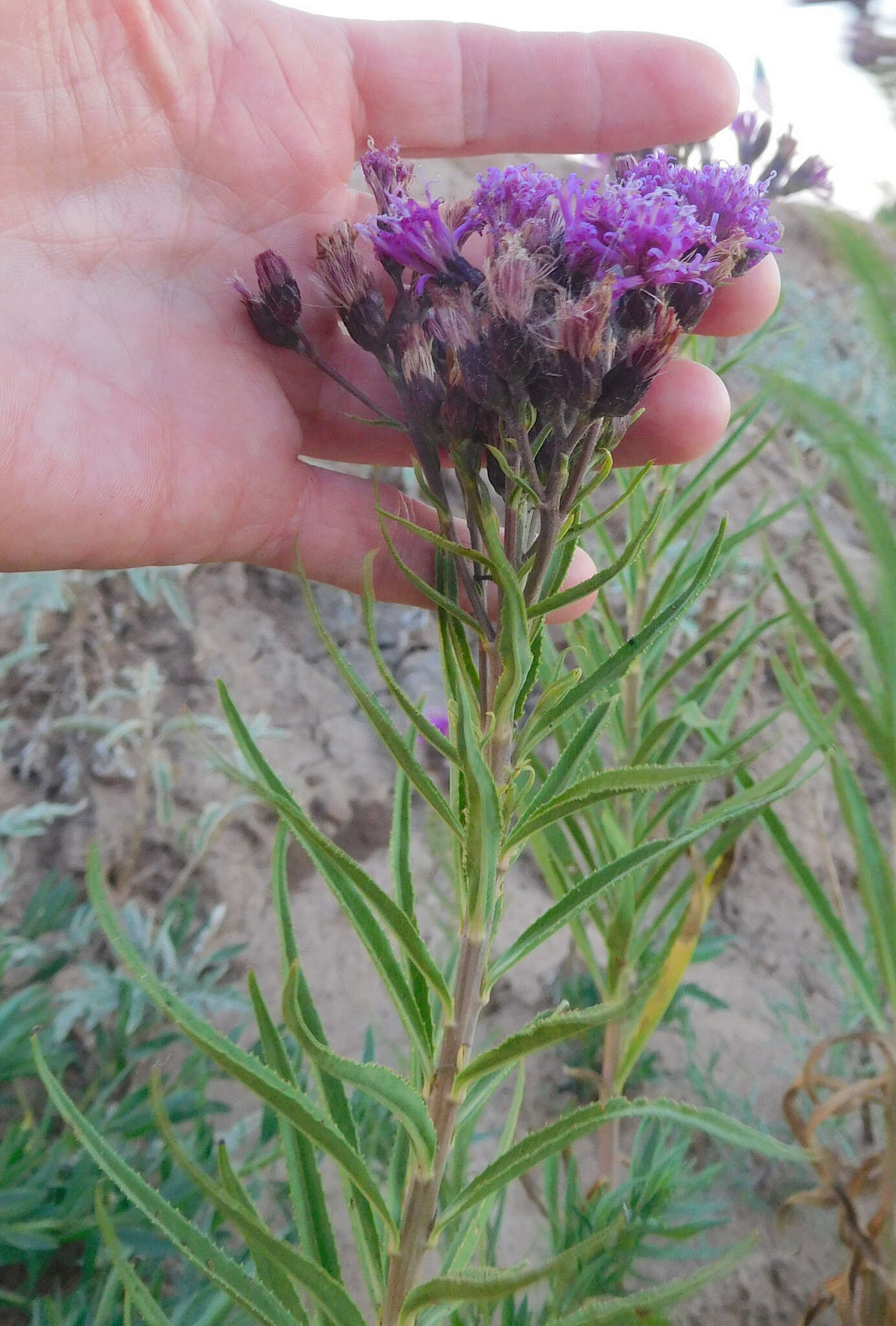 Imagem de Vernonia marginata (Torr.) Rafin.