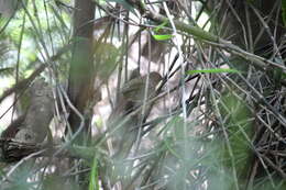 Image of Terrestrial Brownbul