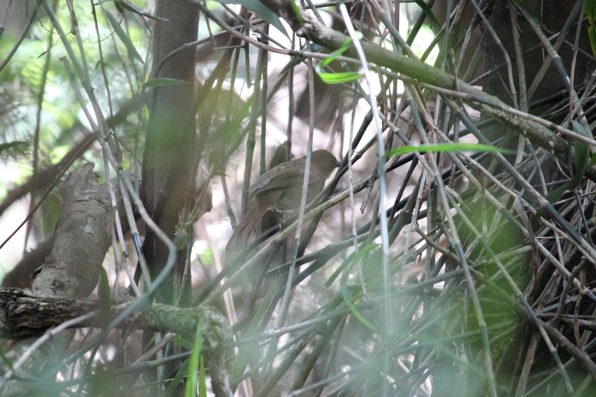 Image of Terrestrial Brownbul