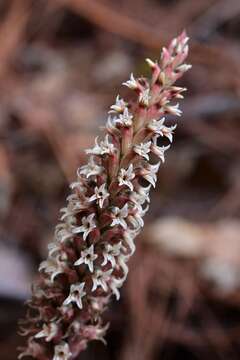 Image of Aulosepalum pyramidale (Lindl.) M. A. Dix & M. W. Dix