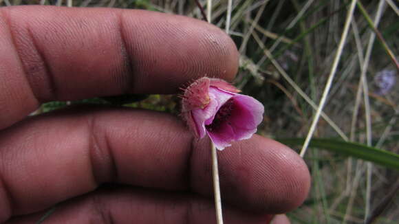 صورة Rubus acanthophyllos Focke