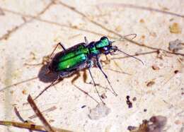 Imagem de Cicindela (Cicindela) sexguttata Fabricius 1775