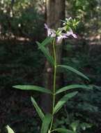 Plancia ëd Stachys hyssopifolia Michx.