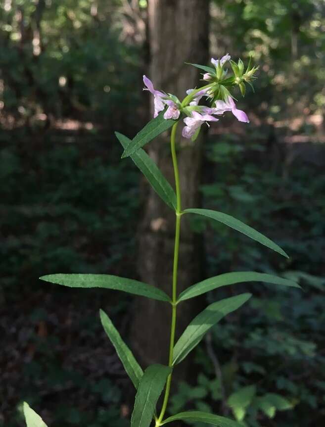 Plancia ëd Stachys hyssopifolia Michx.