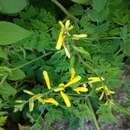 Image of Corydalis balansae Prain