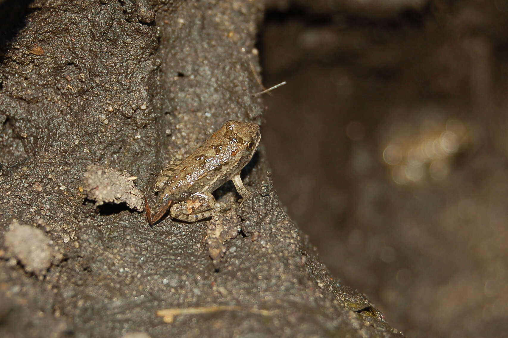 Image of Hensel’s Swamp Frog