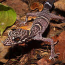 Image of Chinese Cave Gecko