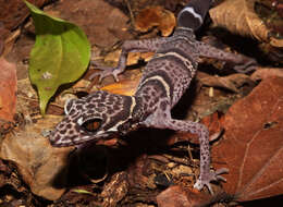 Image of Chinese Cave Gecko