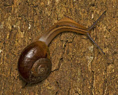 صورة Terrycarlessia turbinata Stanisic 2010