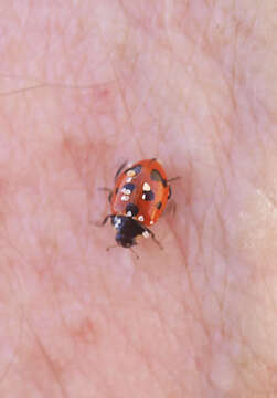 Image of 11-spot ladybird