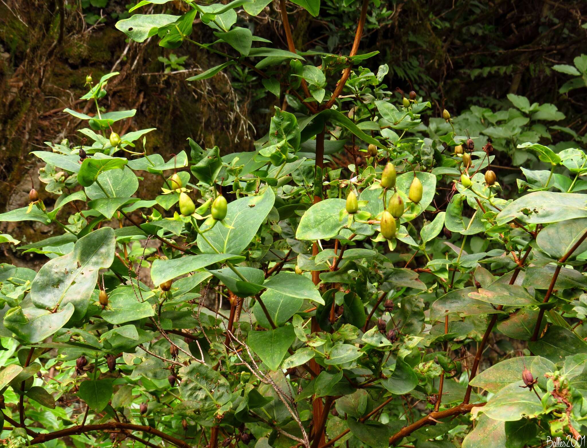 Image of Hypericum grandifolium Choisy