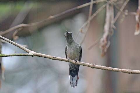 Image of Phaeochroa Gould 1861