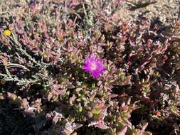 Image of Delosperma peersii Lavis