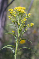 Image of Riddell's Goldenrod