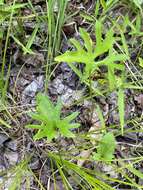 Image of Northern Coastal Violet