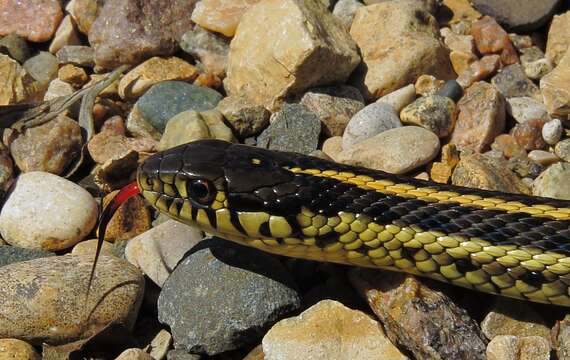 Image of Plains Garter Snake