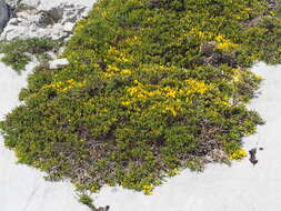 Image of Genista hystrix subsp. legionensis (Pau) P. E. Gibbs