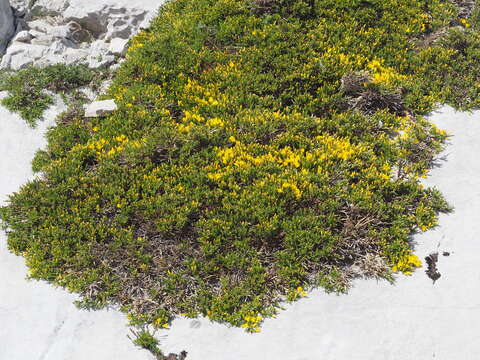 Слика од Genista hystrix Lange