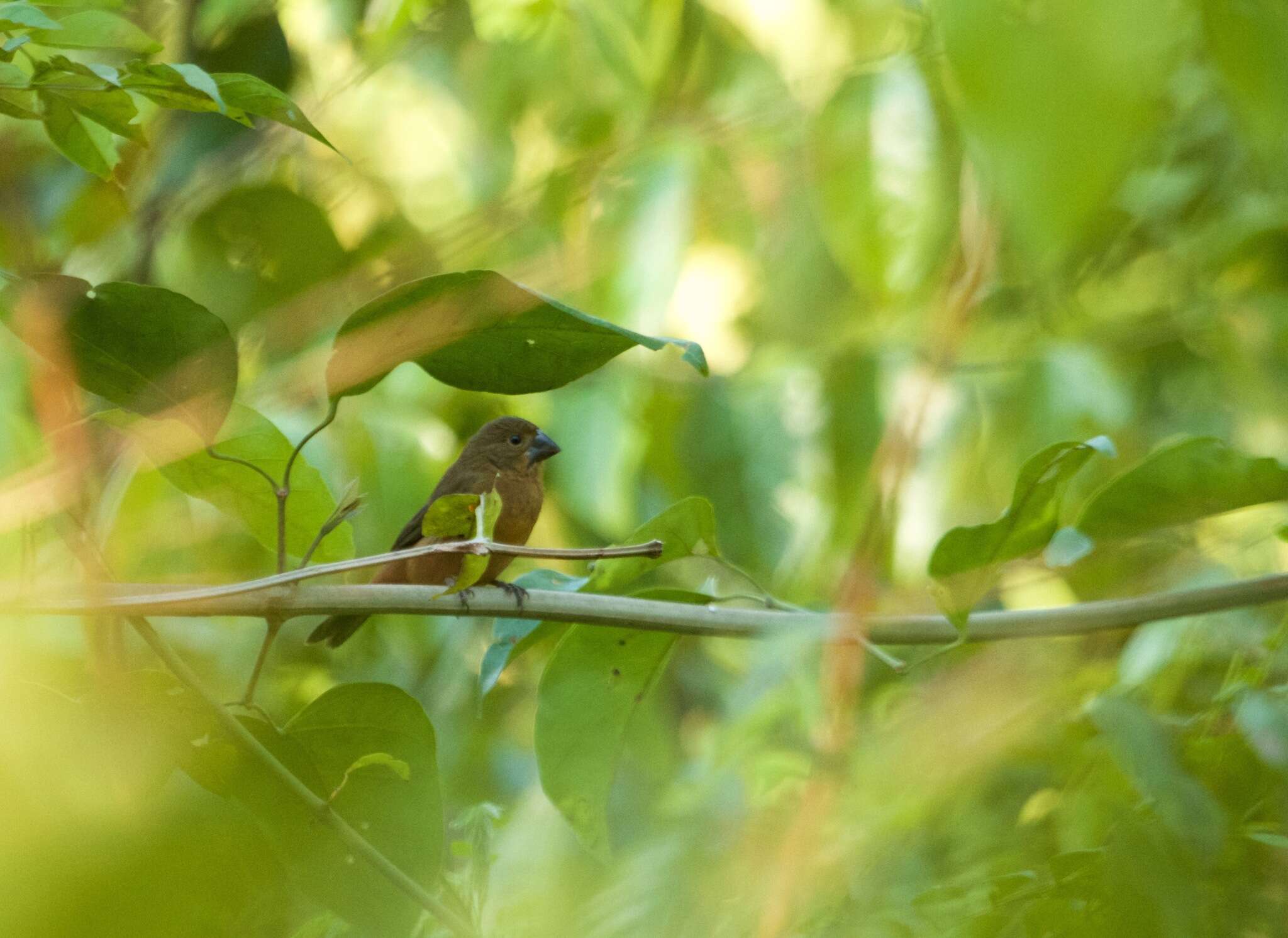 Image of Chestnut-bellied Seed Finch