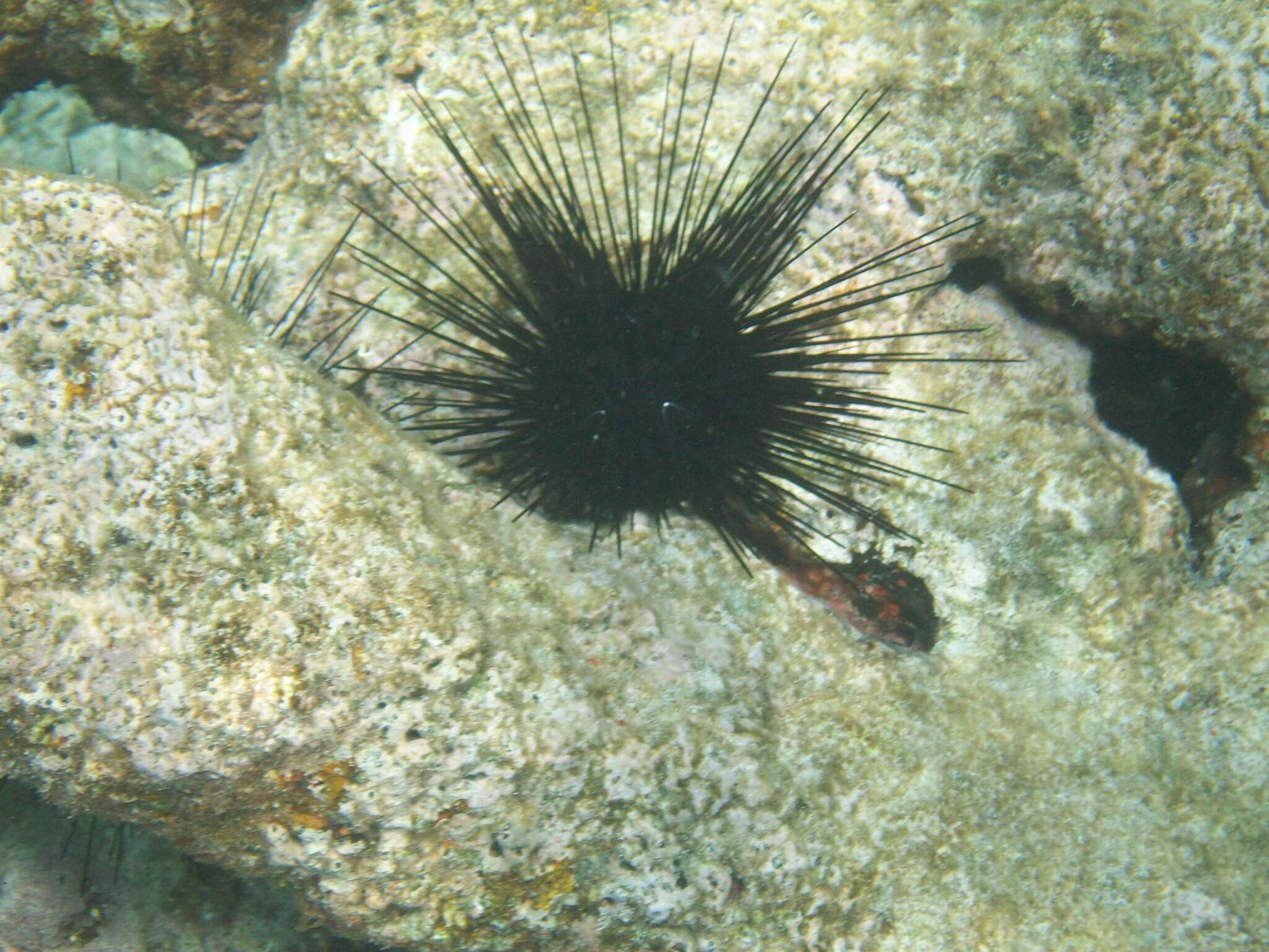 Image of spiny urchin