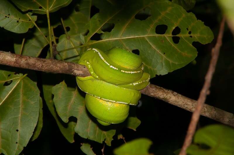 Image of Green Python