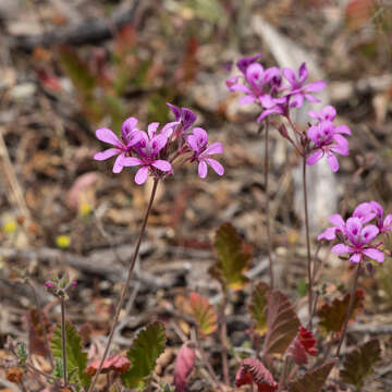 Image of Pelargonium rodneyanum Lindl.