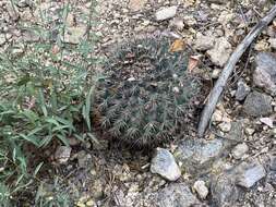 Image de Mammillaria johnstonii Orcutt