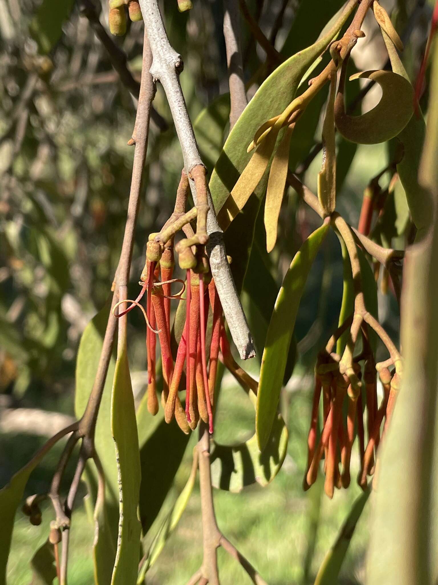 Imagem de Amyema pendula subsp. pendula