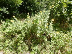 Image of roughstem rosinweed