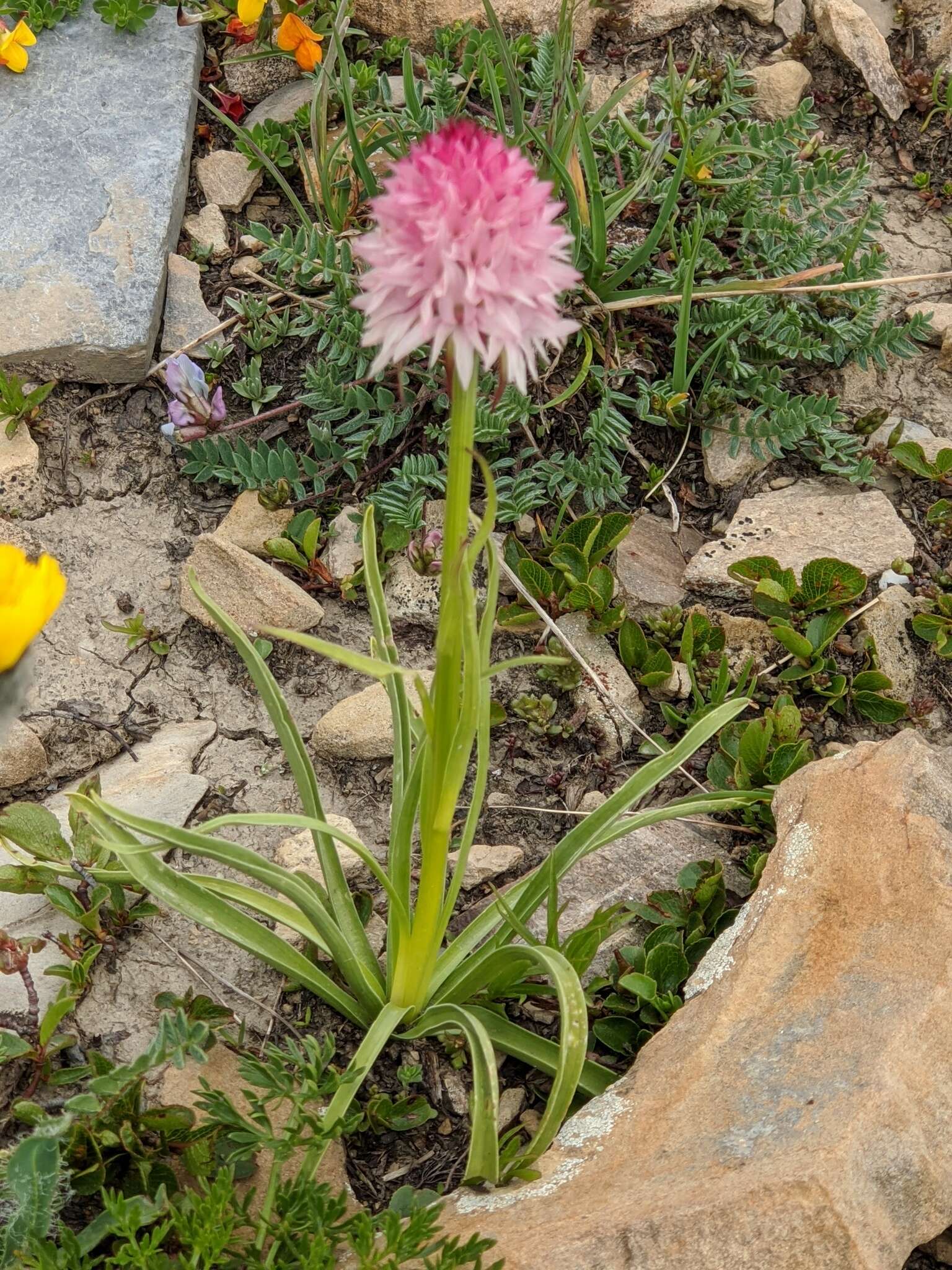 Слика од Gymnadenia corneliana (Beauverd) Teppner & E. Klein