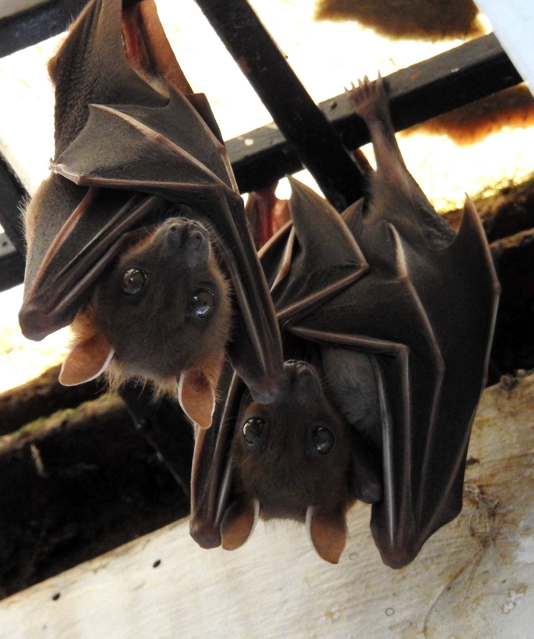 Image of greater short-nosed fruit bat