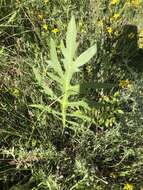 Image de Silphium laciniatum var. laciniatum