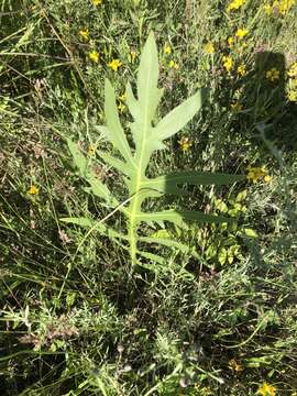 Silphium laciniatum var. laciniatum resmi