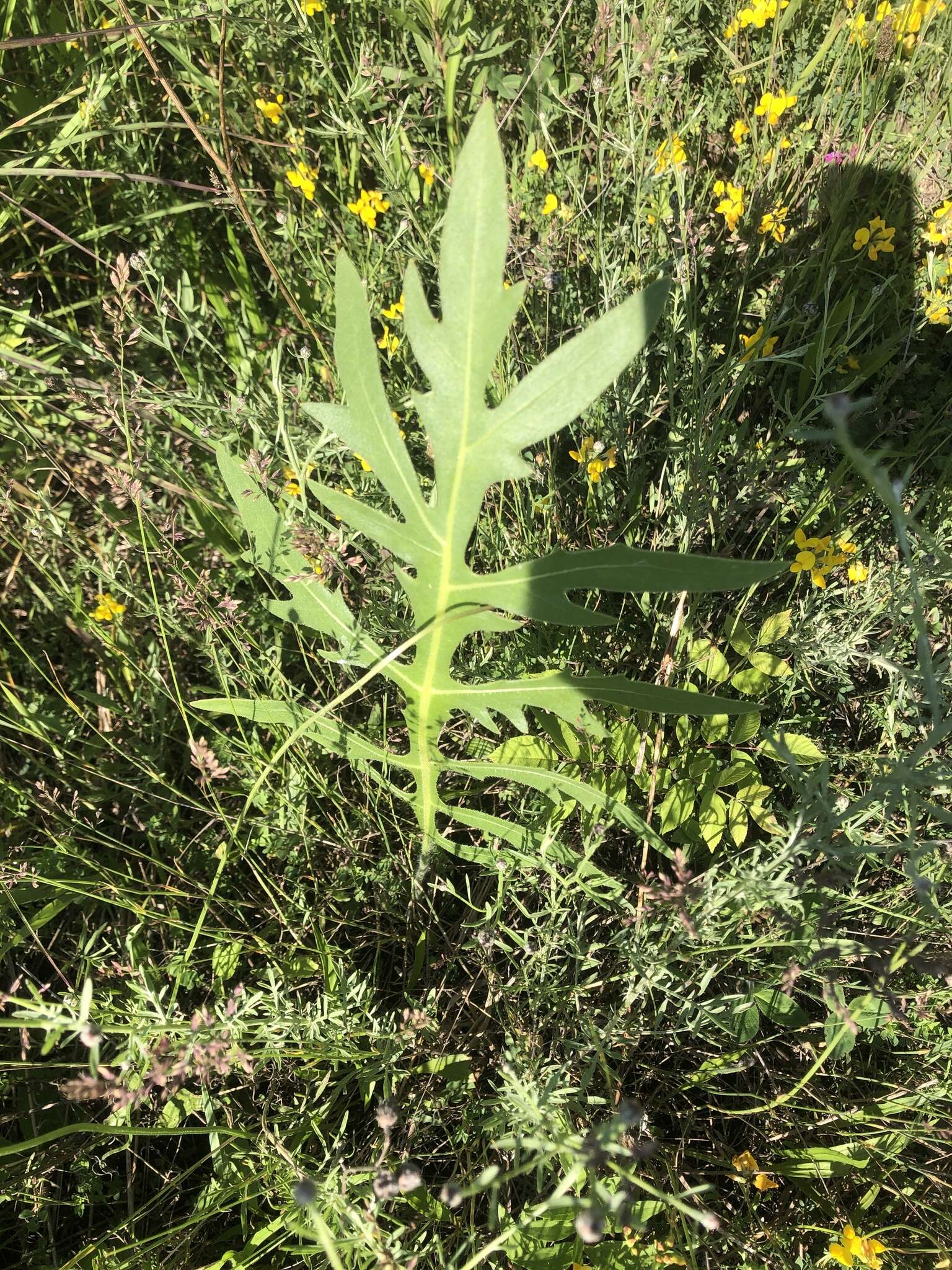 Image de Silphium laciniatum var. laciniatum