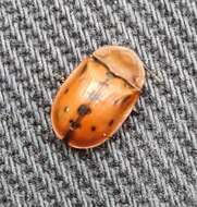 Image of Fleabane tortoise beetle