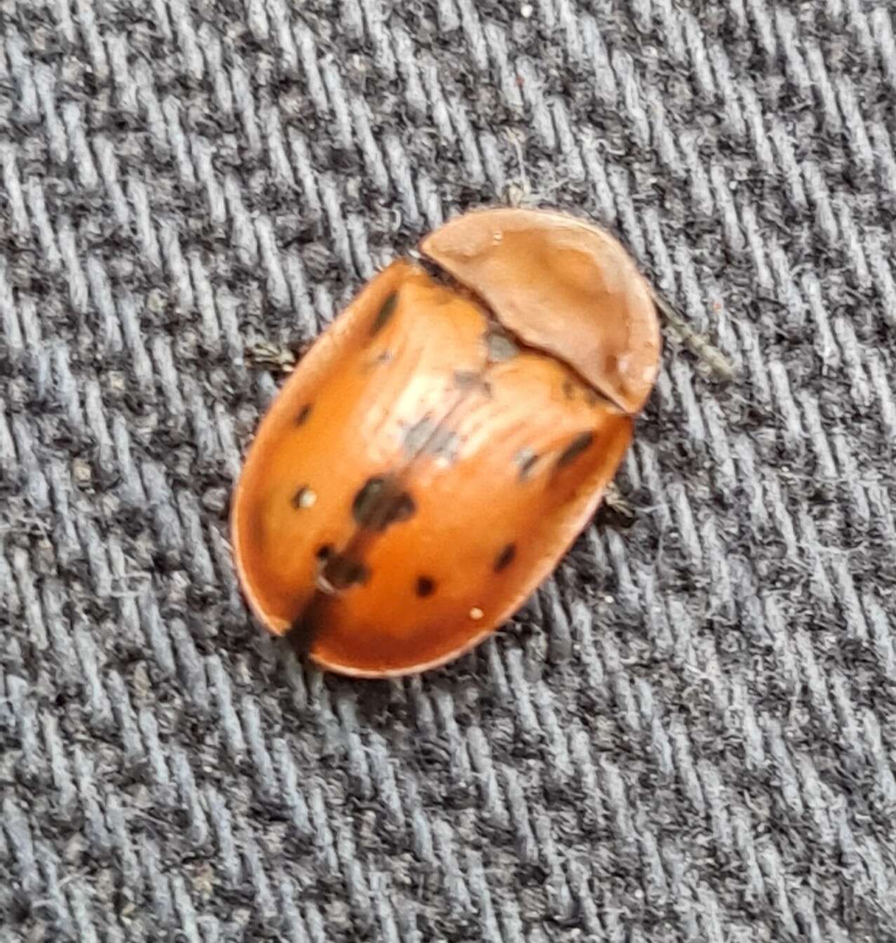 Image of Fleabane tortoise beetle