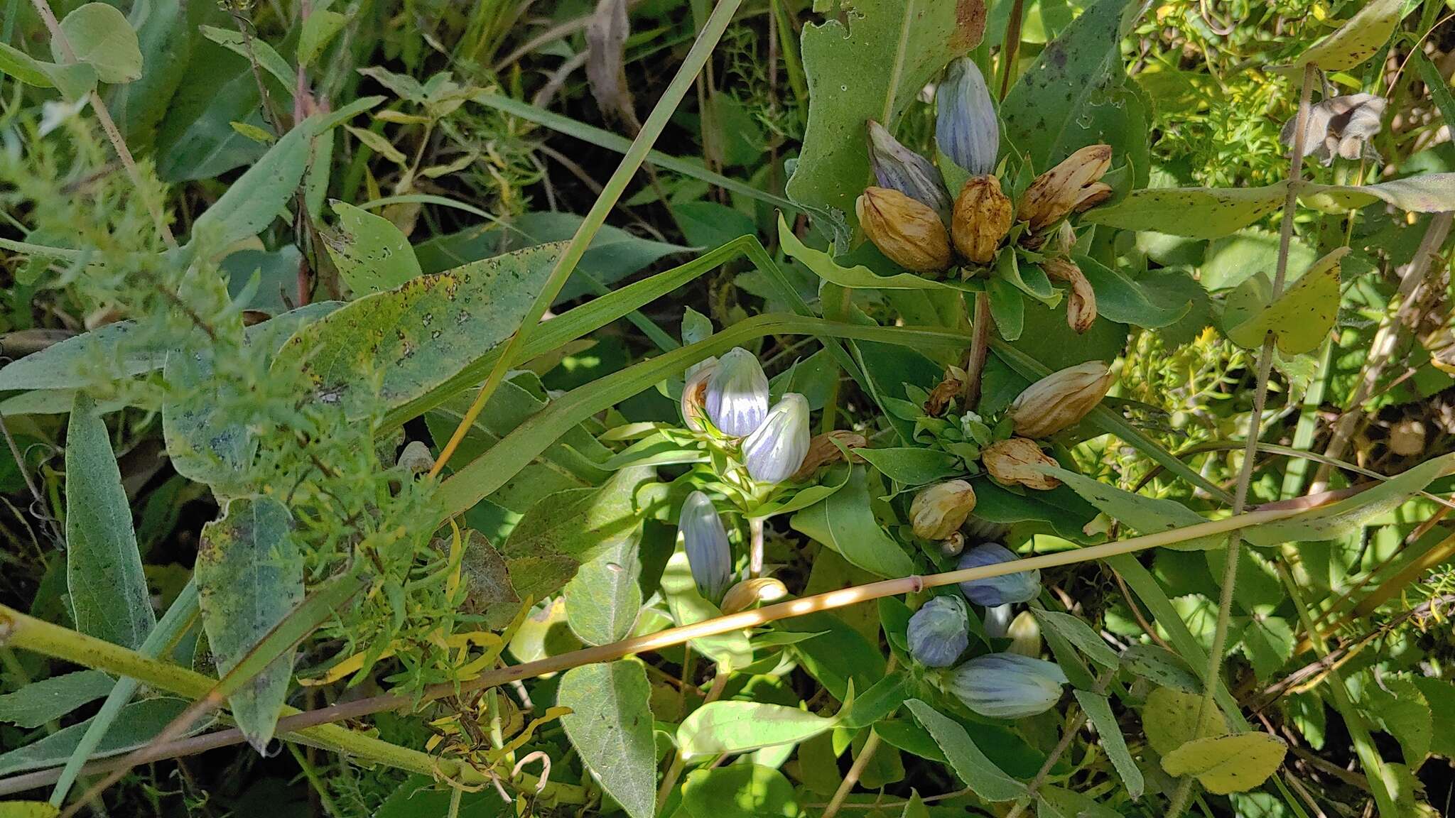 Image of gentian