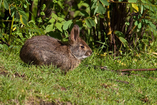 Image of Omilteme Cottontail