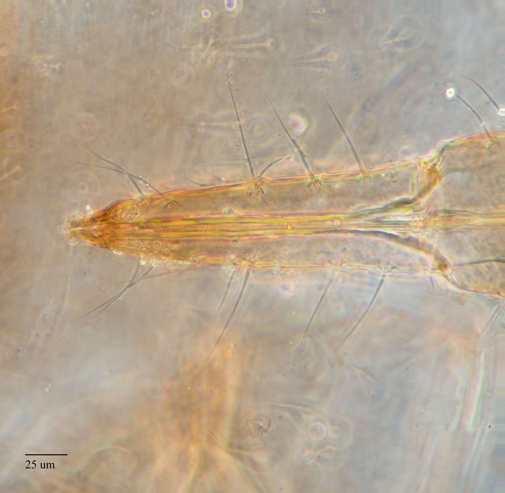 Image of Chaitophorus macrostachyae (Essig 1912)